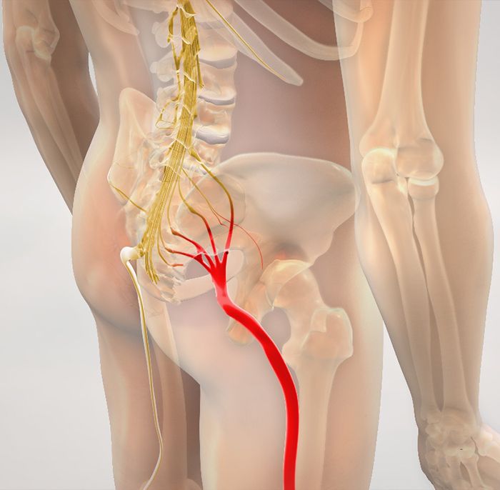 Illustration showing the sciatic nerve