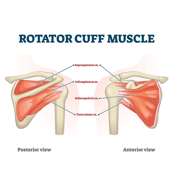 illustration of the rotator cuff